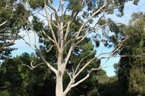 Kinh ngạc loài cây trổ ra vàng thật