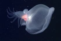 Sinh vật 'ma quái' chưa từng được biết đến, tung hoành dưới đáy biển