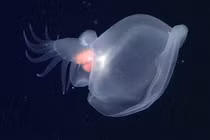 Sinh vật 'ma quái' chưa từng được biết đến, tung hoành dưới đáy biển