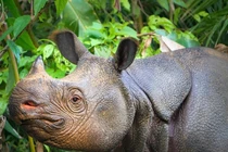 Cả thế giới chỉ còn 80 con, đây là loài vật quý hiếm nhất Trái đất