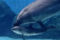 Cảm động tình mẫu tử của các loài động vật