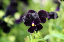 Độc đáo những loài hoa mang màu đen huyền bí, đẹp ma mị