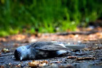 Sự thật về ngôi làng hút chim đến 'tự sát'