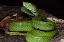 Rắn lục mới hiện hữu ở Việt Nam, thế giới chưa từng phát hiện 