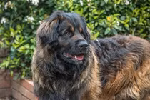 Tận mục “sư tử Đức” giá hàng nghìn USD tại Việt Nam