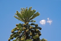 Phục hồi loài cây quý hiếm đã tuyệt chủng 2 triệu năm