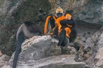 Voọc đầu trắng đảo Cát Bà là loài nguy cấp trong Sách Đỏ