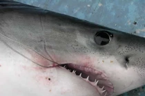 Tóm được 'thuỷ quái' dài 3m, cần thủ lập tức làm chuyện không ngờ 