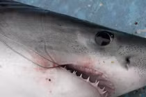 Tóm được 'thuỷ quái' dài 3m, cần thủ lập tức làm chuyện không ngờ 