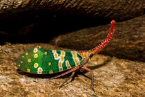 Tận mắt loài côn trùng kỳ lạ được gọi là "voi bay" ở Việt Nam