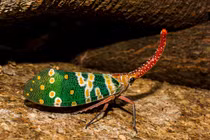 Tận mắt loài côn trùng kỳ lạ được gọi là "voi bay" ở Việt Nam