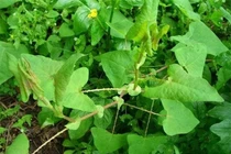 Loài cây khiến rắn độc tránh xa, ở Việt Nam rất nhiều