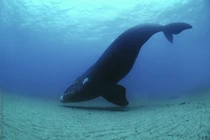 Sốc nặng tuổi thọ thực của loài cá voi