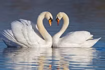 Giải mã thú vị: Vì sao động vật giao phối không sợ yếu tố cận huyết? 