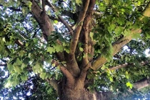 Loài cây kỳ lạ, gỗ cứng hơn thép ở Nga