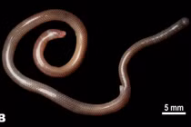 Loài động vật hiếm nhất hành tinh, chỉ xuất hiện ở Việt Nam 