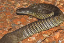 Loài rắn độc chuyên rình rập, cắn người đang say ngủ