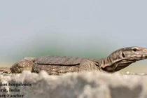 Kỳ đà hoa được giao nộp tại Huế là loài cực quý hiếm