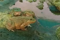 Sinh vật kỳ dị, nhìn cực đáng sợ, ai ngờ là 'cỗ máy in tiền'