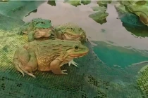 Sinh vật kỳ dị, nhìn cực đáng sợ, ai ngờ là 'cỗ máy in tiền'