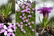 Loài cây kỳ lạ ở Bắc Cực có khả năng sống lâu đến 300 năm