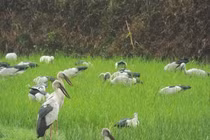 Đang cò nhạn vừa xuất hiện ở Quảng Trị thuộc loại cực kỳ quý hiếm