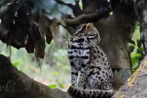 Hàng loạt động vật quý hiếm mới được phát hiện ở Thanh Hóa