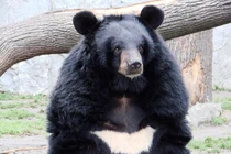 Gấu tìm thấy ở Việt Nam là loại quý hiếm bậc nhất thế giới