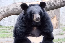 Gấu tìm thấy ở Việt Nam là loại quý hiếm bậc nhất thế giới