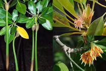 Kỳ lạ loài cây có thể nuôi con như động vật ở Việt Nam