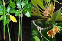 Kỳ lạ loài cây có thể nuôi con như động vật ở Việt Nam