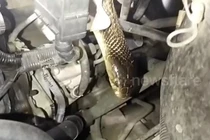 Ô tô phát ra tiếng động lạ, hoảng hồn thấy 'quái thú' ẩn nấp bên trong