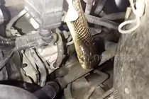 Ô tô phát ra tiếng động lạ, hoảng hồn thấy 'quái thú' ẩn nấp bên trong