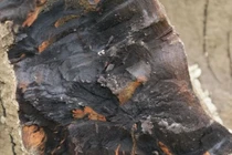 Đào trúng "khúc gỗ lạ", công trường lập tức dừng thi công vì...