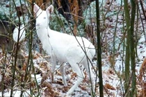 'Linh thú' trong truyền thuyết xuất hiện, dân mạng Trung Quốc xôn xao