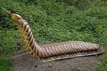 Phát hiện 'quái vật' bị phong ấn trong khối đá cổ, chuyên gia sửng sốt vì...