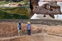 Tìm thấy hộp sọ hóa thạch cá sấu cổ đại 230.000 năm tuổi ở Thái Lan