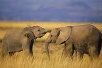 Nghiên cứu mới: Loài voi biết gọi nhau bằng tên?