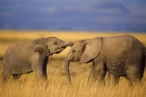 Nghiên cứu mới: Loài voi biết gọi nhau bằng tên?