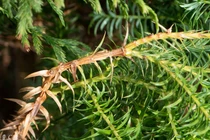 Loài gỗ quý chỉ 2 nước có, Việt Nam sở hữu tới... 1.000 cây