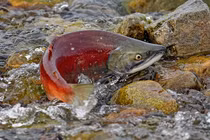 Những năng lực siêu đỉnh của động vật khiến con người cũng... thèm