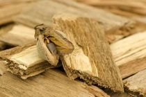 Nhặt được khúc gỗ lạ, vớ bẫm 'báu vật' Trời ban