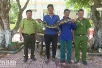 Kỳ đà hoa vừa được giao nộp ở Đồng Tháp có tên trong sách Đỏ