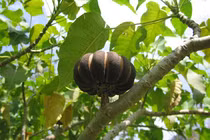 Loài cây nguy hiểm bậc nhất, quả phát nổ như bom