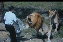 Nếu động vật chống lại con người, thảm họa nào sẽ xảy ra?