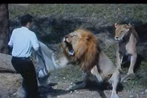 Nếu động vật chống lại con người, thảm họa nào sẽ xảy ra?