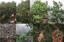 Việt Nam phát hiện giống thông 5 lá mới ở Sơn La