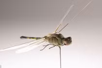 Tận mắt sự tinh vi của các thiết bị gián điệp do CIA phát triển