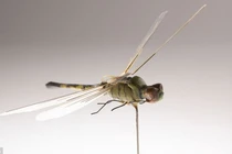 Tận mắt sự tinh vi của các thiết bị gián điệp do CIA phát triển