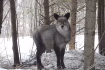 'Siêu thần thú' trong truyền thuyết bất ngờ xuất hiện ở sân golf Nhật Bản